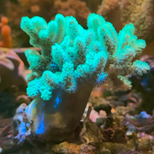 【沖縄北部もとぶ産】ナグラカタトサカsp. 蛍光グリーン7〜8cm前後 ミニケヤリムシ付き海水魚プロショップ