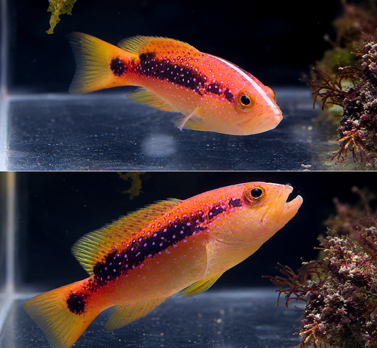 【沖縄北部もとぶ産】極美バラハタ7〜8cm前後 粒餌OK 海水魚プロショップ