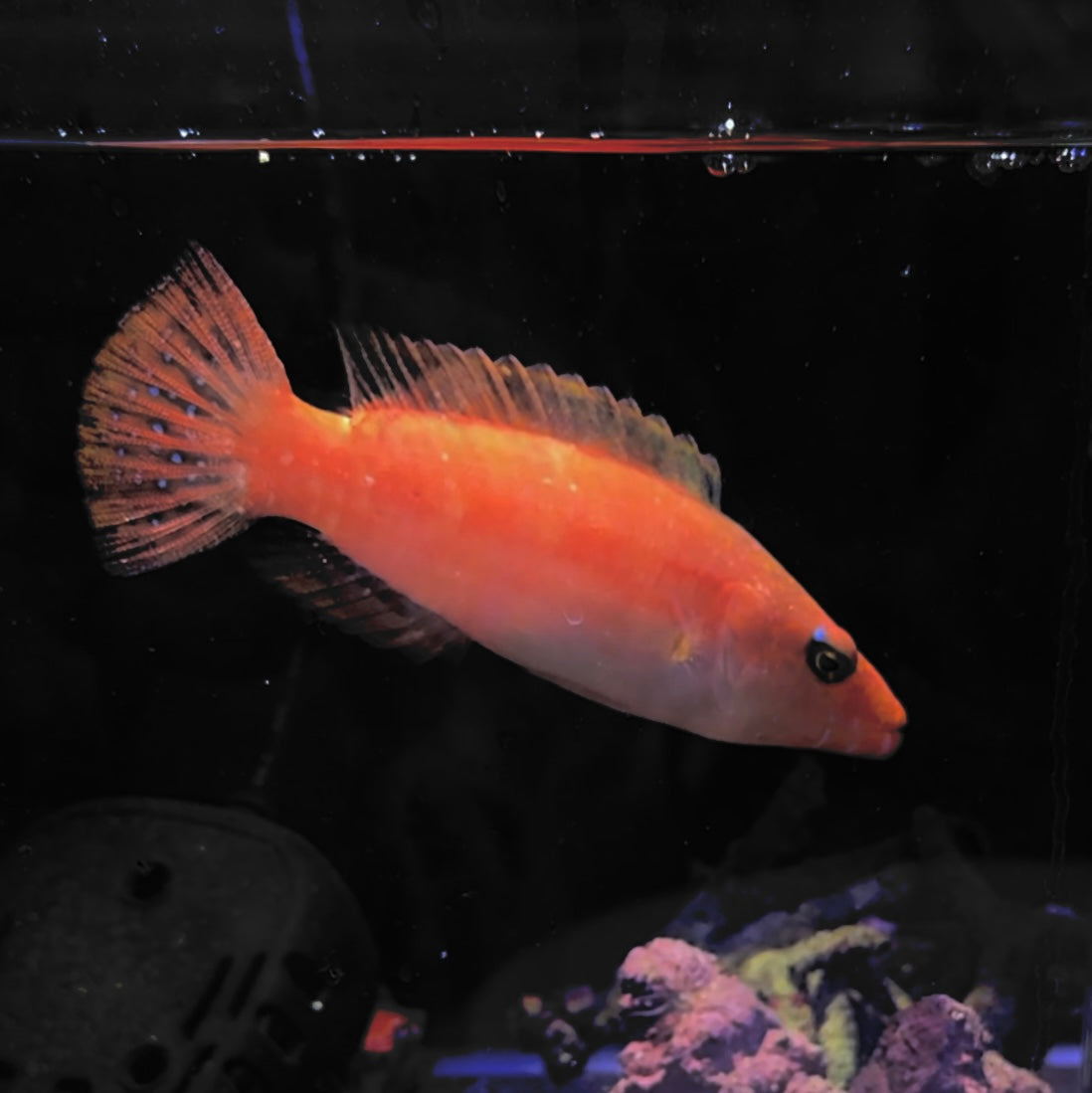 【沖縄北部もとぶ産】カタグロホホスジモチノウオ 10〜12cm前後海水魚プロショップ