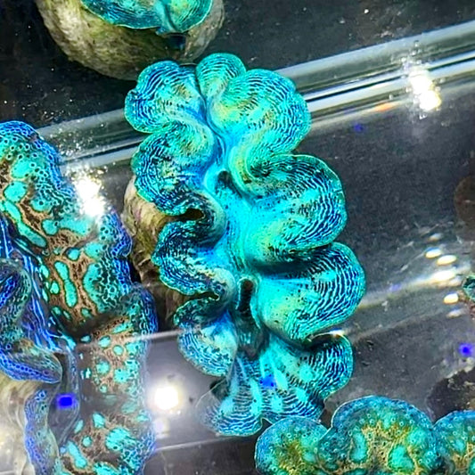 【沖縄北部もとぶ産】ヒメシャコガイ SSランク5cm前後 海水魚プロショップ