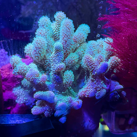 【沖縄北部もとぶ産】コルトコーラルsp. 蛍光グリーン8〜10cm前後 海水魚プロショップ