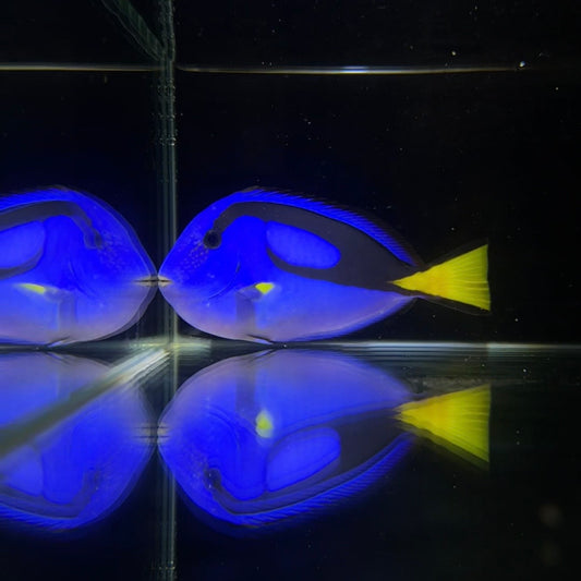 【沖縄北部もとぶ産】ナンヨウハギ11〜12cm前後 粒餌OK 海水魚プロショップ