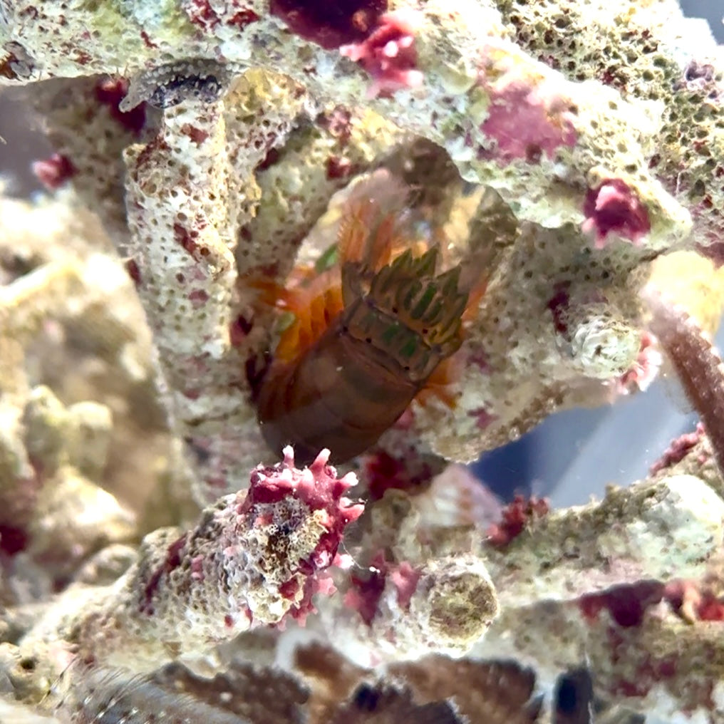 【沖縄北部もとぶ産】フトユビシャコモドキ4〜5cm前後 海水魚プロショップ