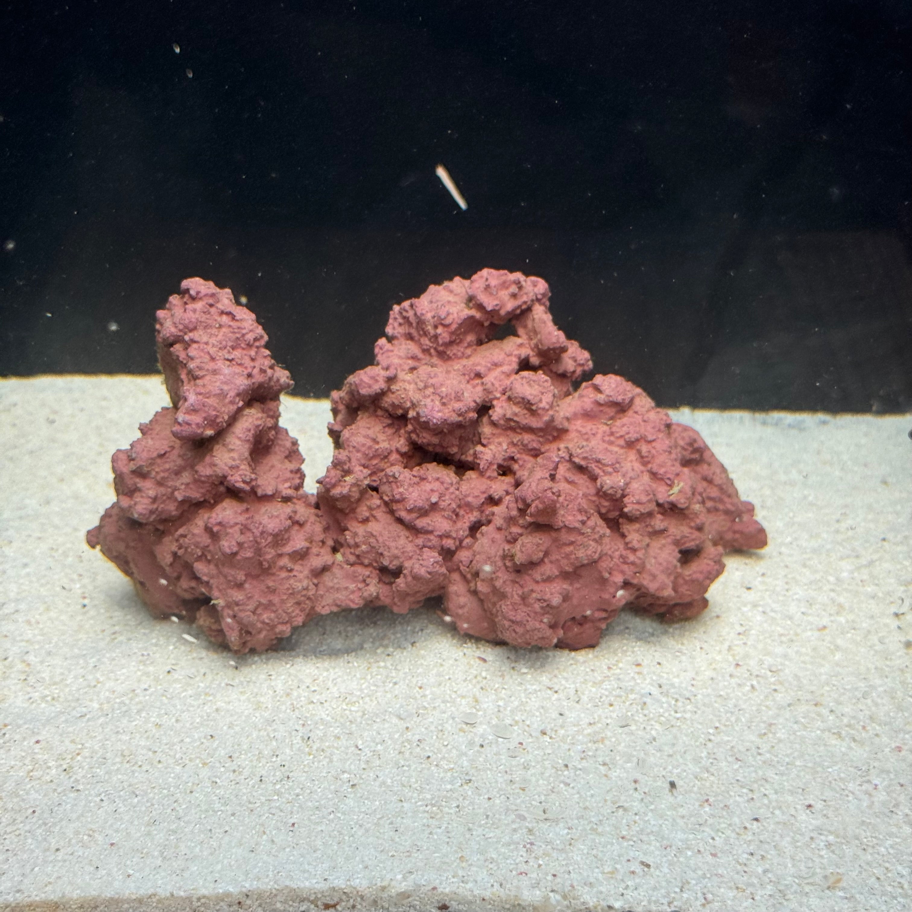 マメデザイン】マメライブロックミニ熟成タイプ(現品) – MOTOBU AQUARIUM