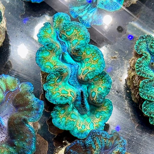 【沖縄北部もとぶ産】ヒメシャコガイ SSSランク5cm前後 海水魚プロショップ