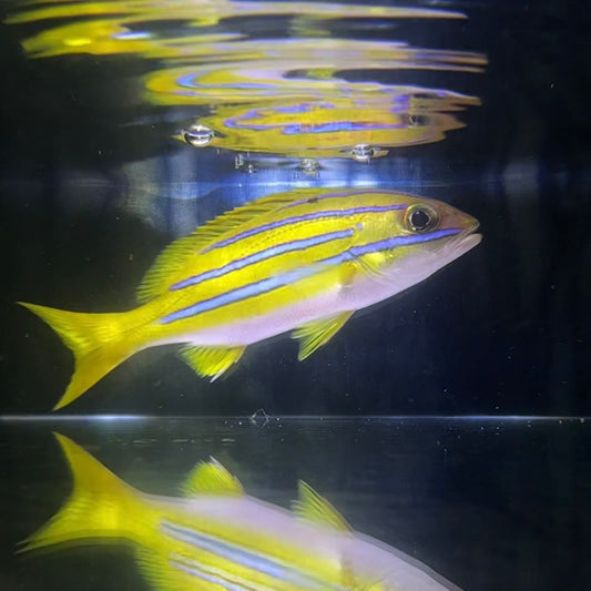 【沖縄もとぶ産】ベンガルフエダイ 海水魚