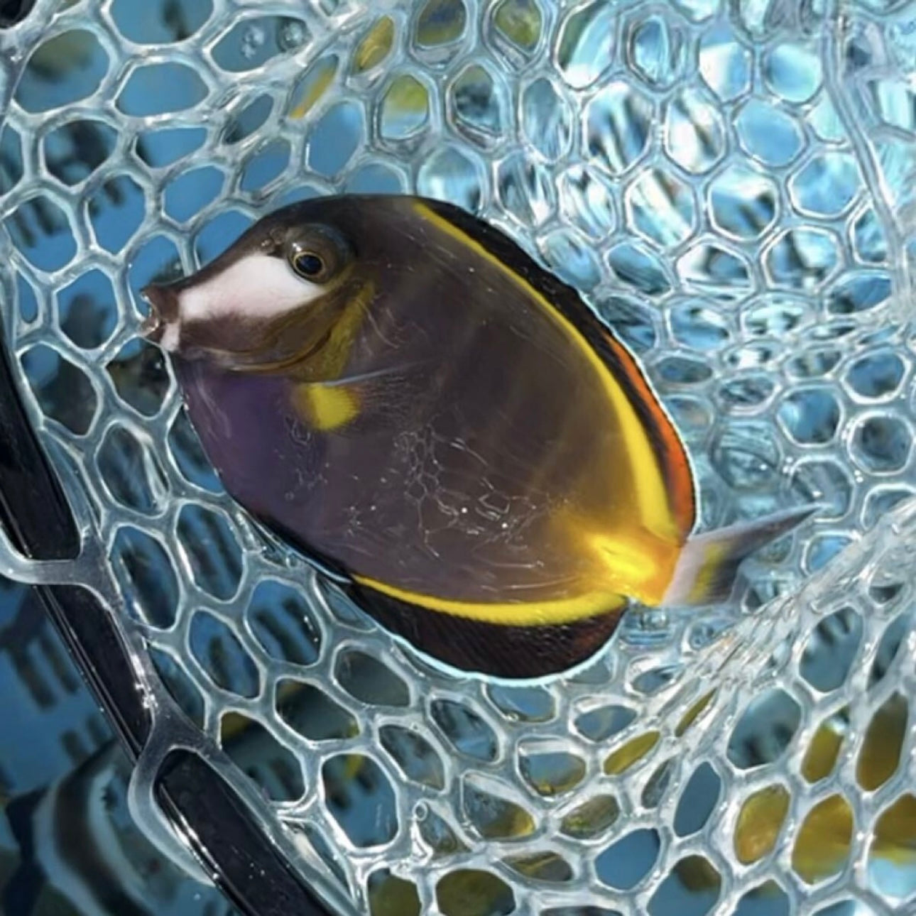 【沖縄もとぶ産】ナミダクロハギ★人工飼料餌付済10〜12cm前後 海水魚プロショップ