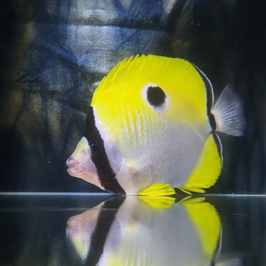 【沖縄北部もとぶ産】イッテンチョウチョウオ 海水魚プロショップ