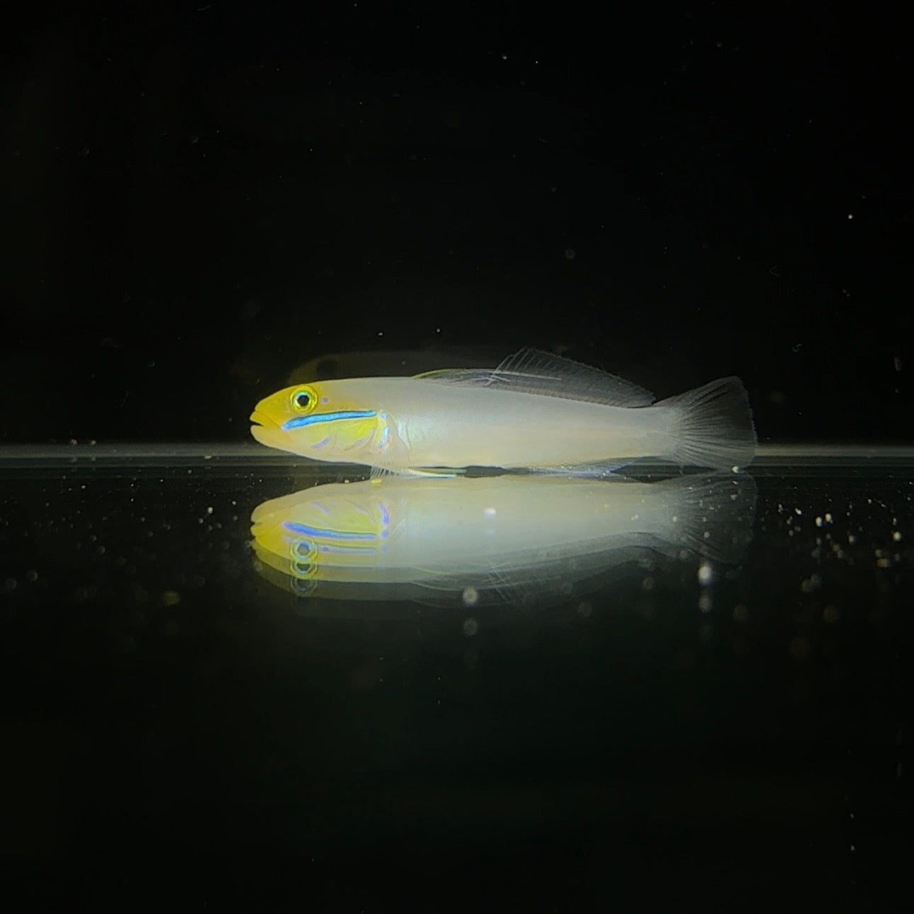 【沖縄北部もとぶ産】アカハチハゼ5〜6cm前後 粒餌OK 海水魚プロショップ
