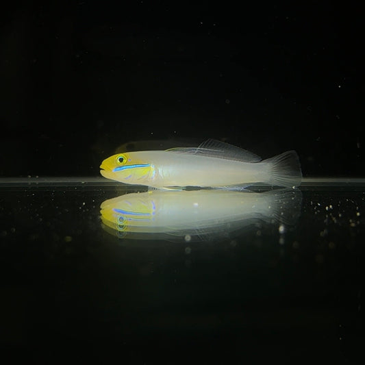 【沖縄北部もとぶ産】アカハチハゼ5〜6cm前後 粒餌OK 海水魚プロショップ