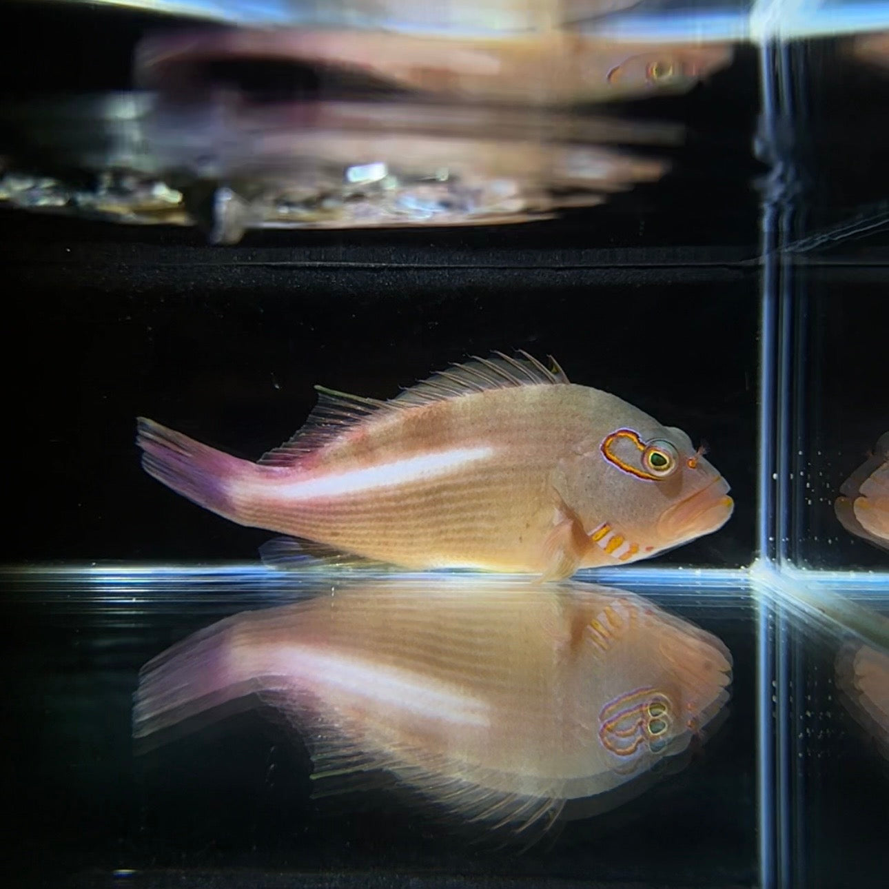 【沖縄北部もとぶ産】メガネゴンベ8〜10cm前後 粒餌OK 海水魚プロショップ