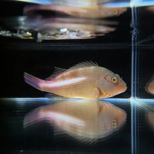 【沖縄北部もとぶ産】メガネゴンベ8〜10cm前後 粒餌OK 海水魚プロショップ
