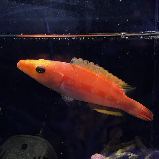 【沖縄北部もとぶ産】カタグロホホスジモチノウオ 10〜12cm前後海水魚プロショップ