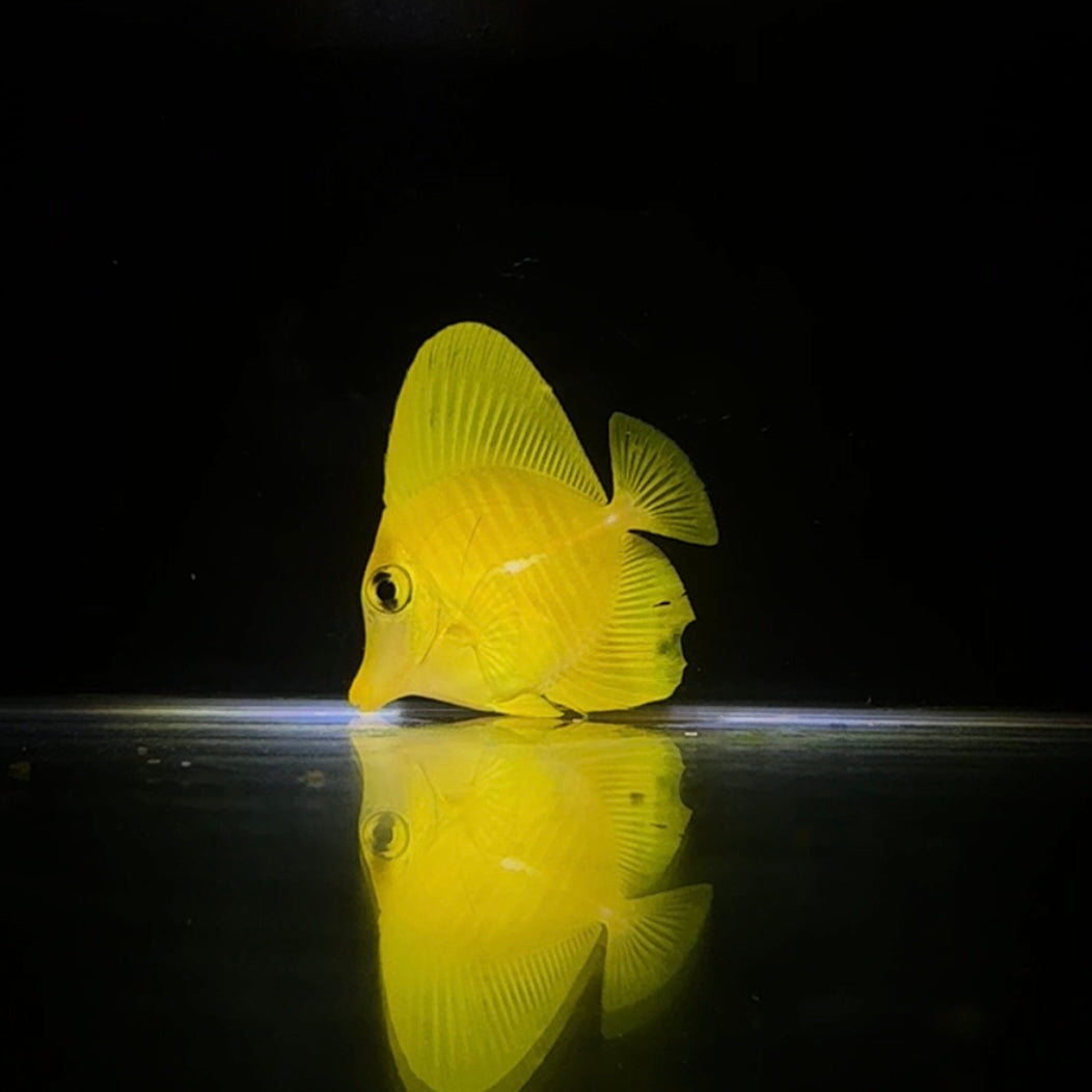 【沖縄産】キイロハギ　海水魚