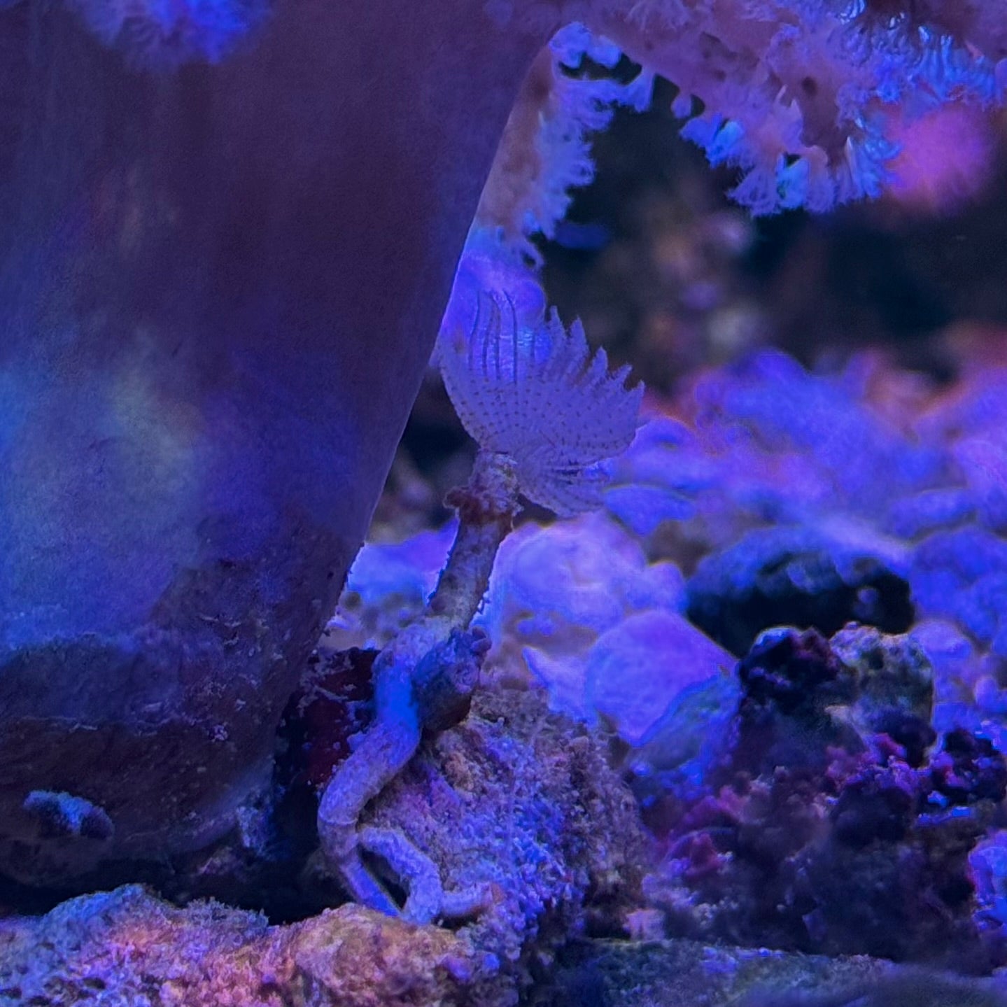 【沖縄北部もとぶ産】ナグラカタトサカsp. 蛍光グリーン7〜8cm前後 ミニケヤリムシ付き海水魚プロショップ