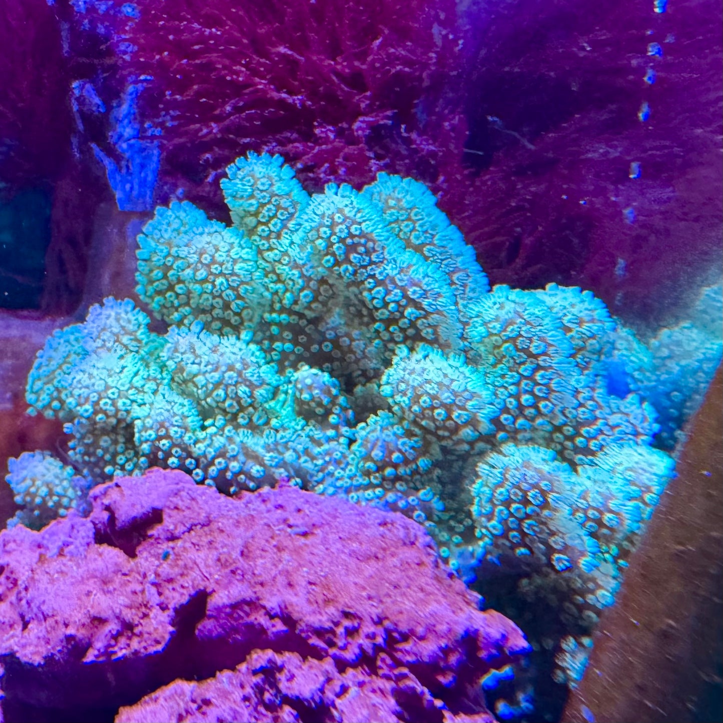 【沖縄北部もとぶ産】コルトコーラルsp. 蛍光グリーン8〜10cm前後 海水魚プロショップ