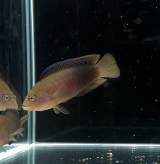【沖縄北部もとぶ産】メギス 6〜8cm前後海水魚プロショップ