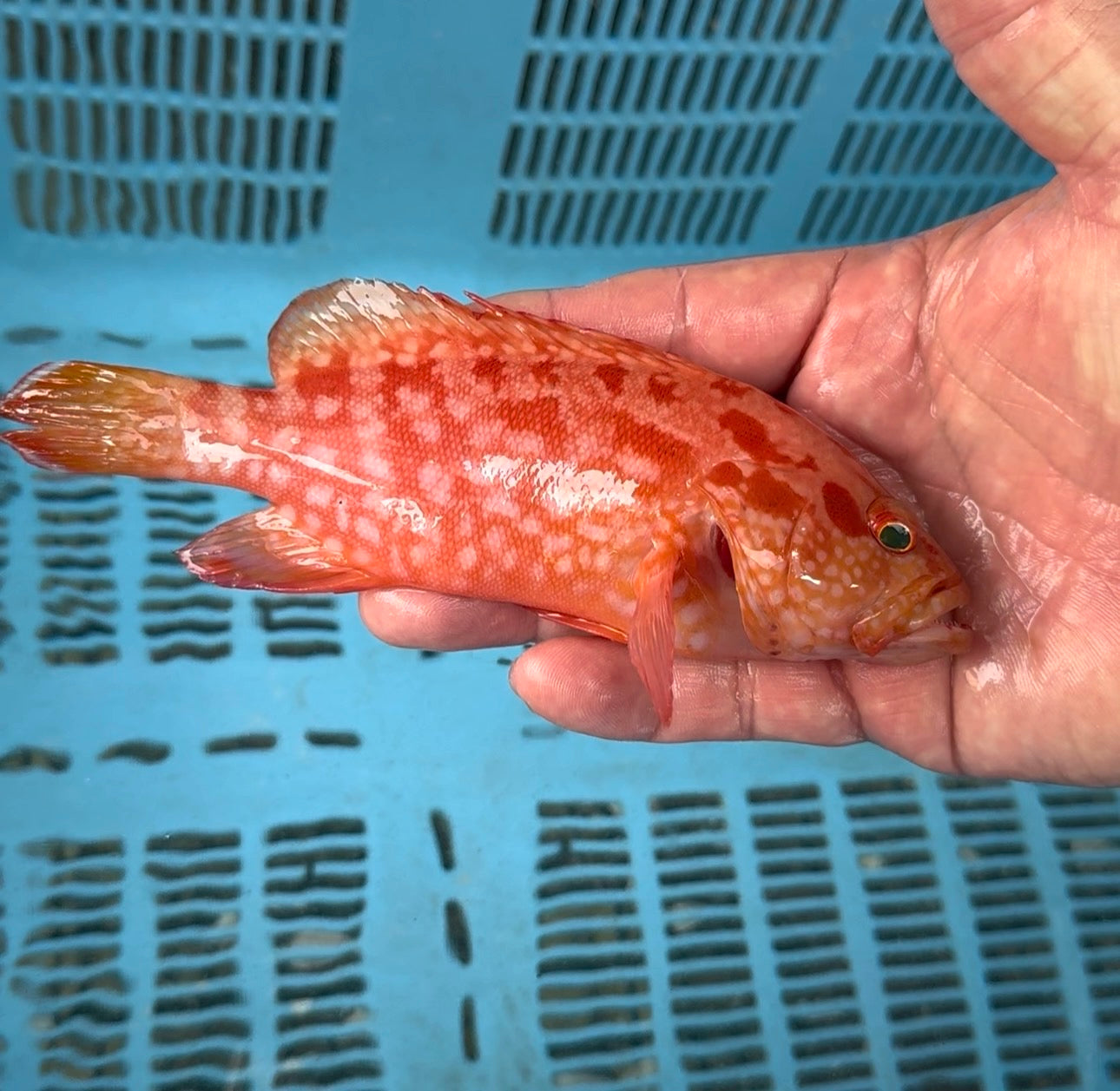 MOTOBU AQUARIUM