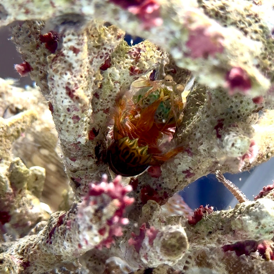 【沖縄北部もとぶ産】フトユビシャコモドキ4〜5cm前後 海水魚プロショップ