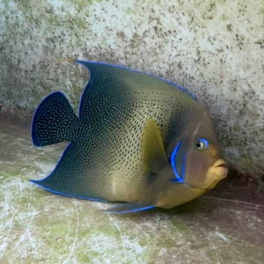 【沖縄北部もとぶ産】サザナミヤッコ★粒餌さ付き25〜28cm前後 海水魚プロショップ