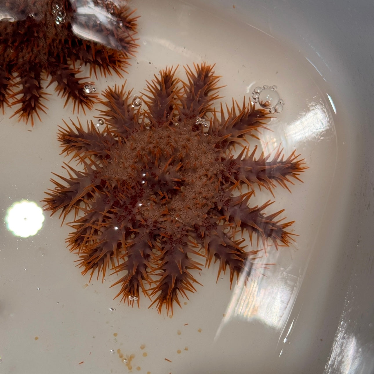 【沖縄北部もとぶ産】オニヒトデ 海水魚プロショップ