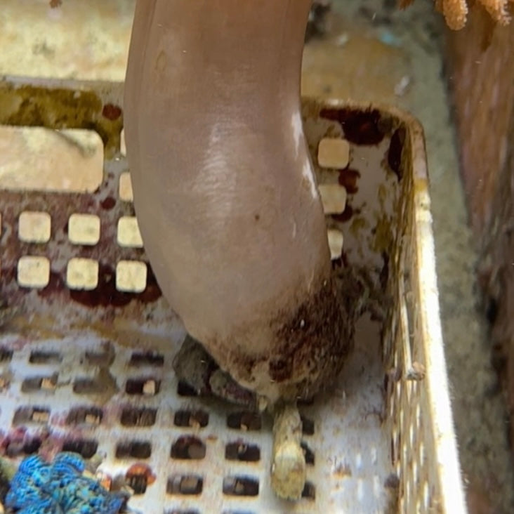 【沖縄北部もとぶ産】ヤナギトサカsp. 縦横最大28cm前後 海水魚プロショップ