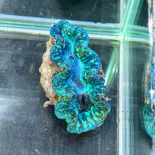 【沖縄北部もとぶ産】ヒメシャコガイ SSSランク5cm前後 海水魚プロショップ