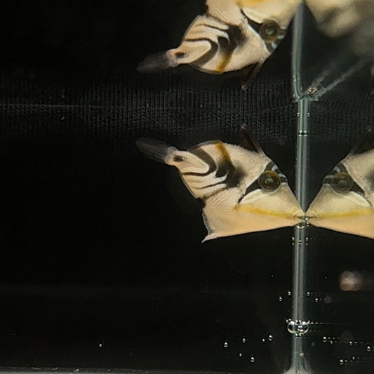 【沖縄北部もとぶ産】ムラサメモンガラ2cm前後 粒餌OK 海水魚プロショップ