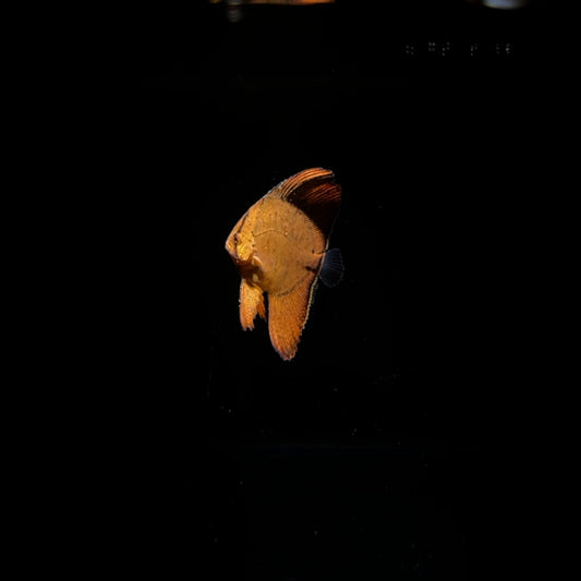 【沖縄北部もとぶ産】ナンヨウツバメウオ  3〜5cm前後海水魚プロショップ