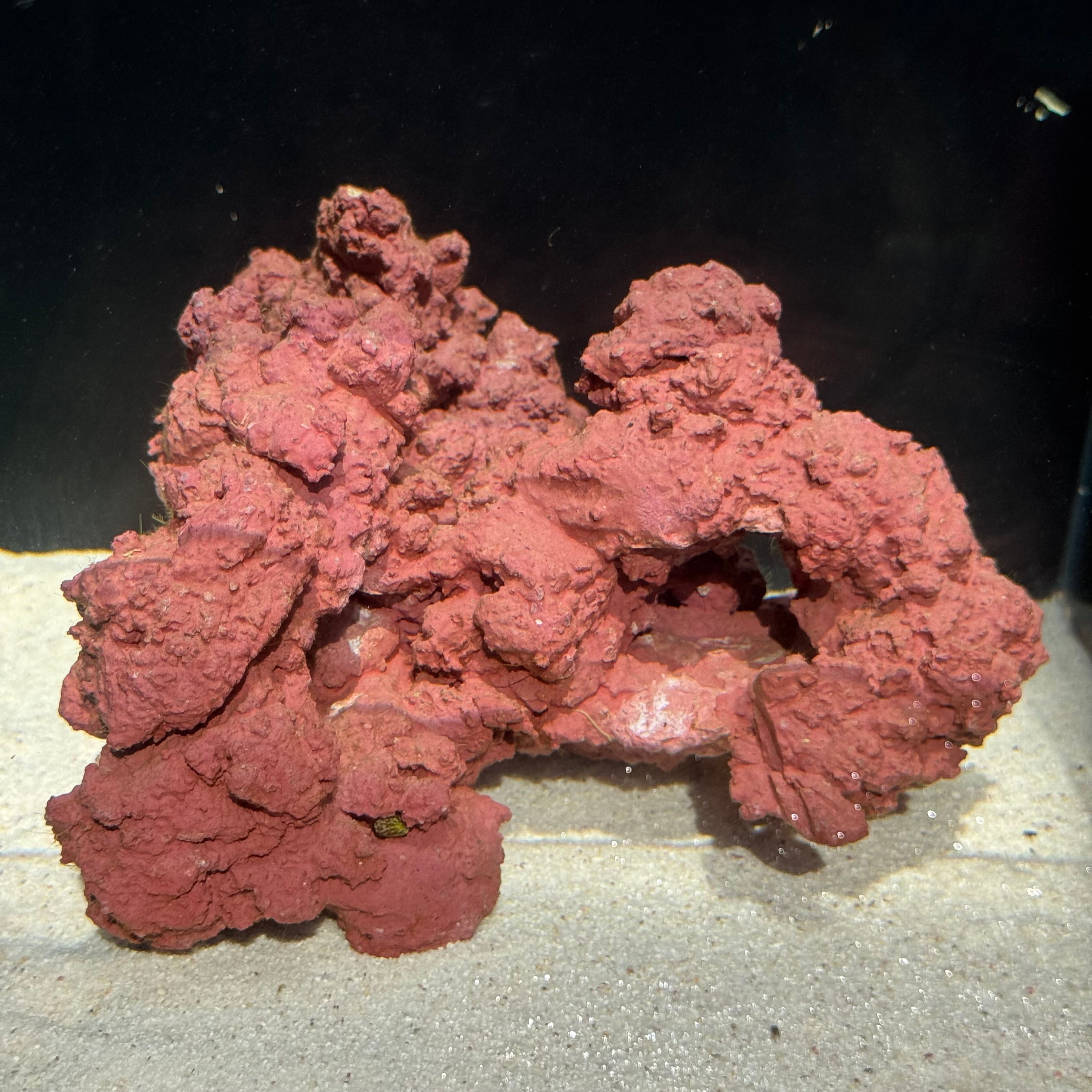 マメデザイン】マメライブロック熟成タイプ(現品) – MOTOBU AQUARIUM