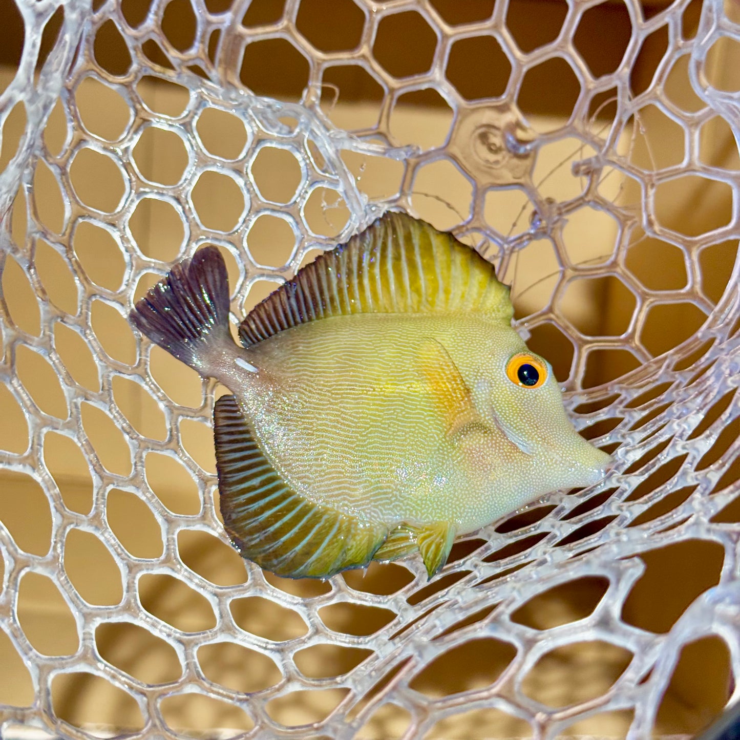 【沖縄北部もとぶ産】ゴマハギ半黄色個体 海水魚プロショップ
