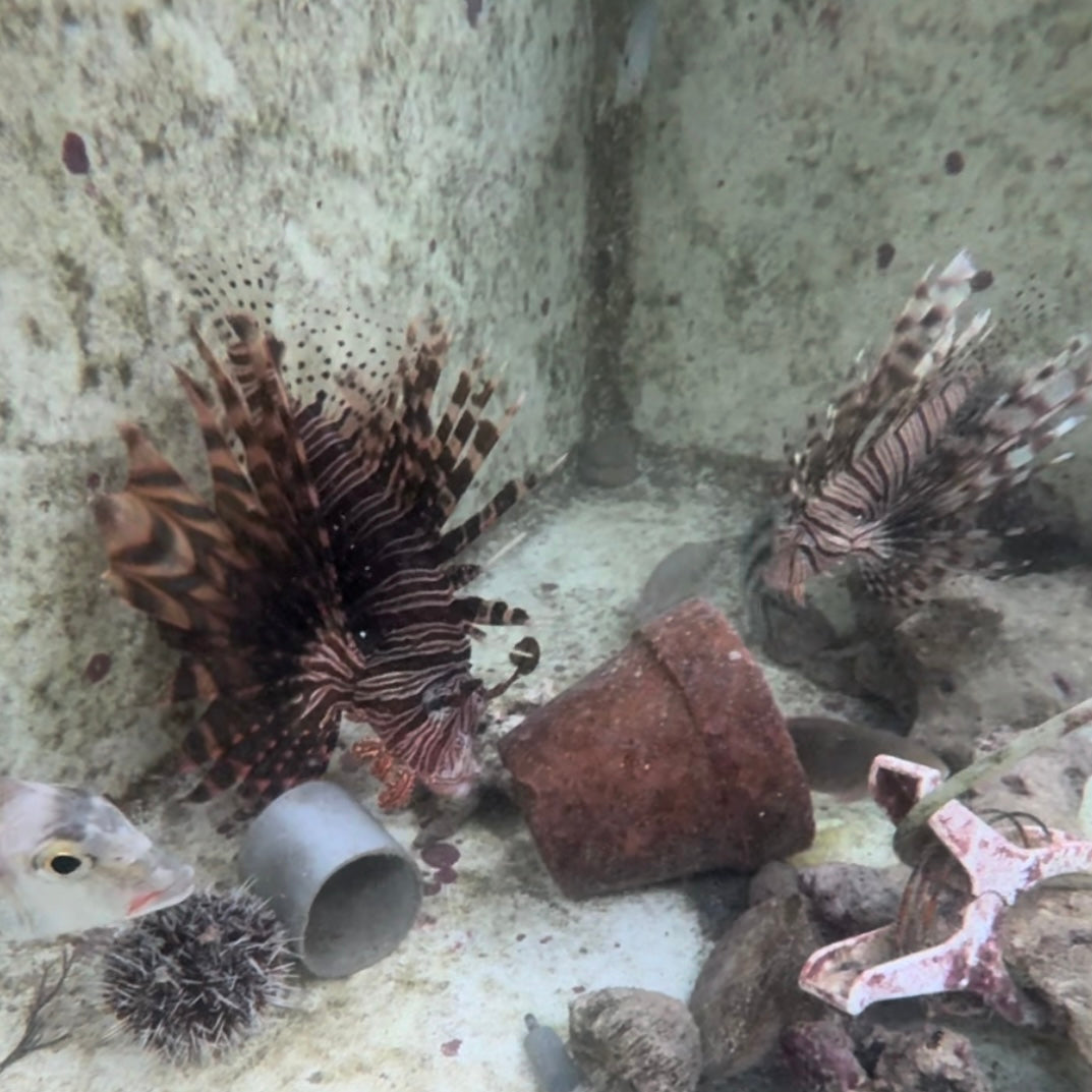 【沖縄もとぶ産】ハナミノカサゴ (ペア)海水魚