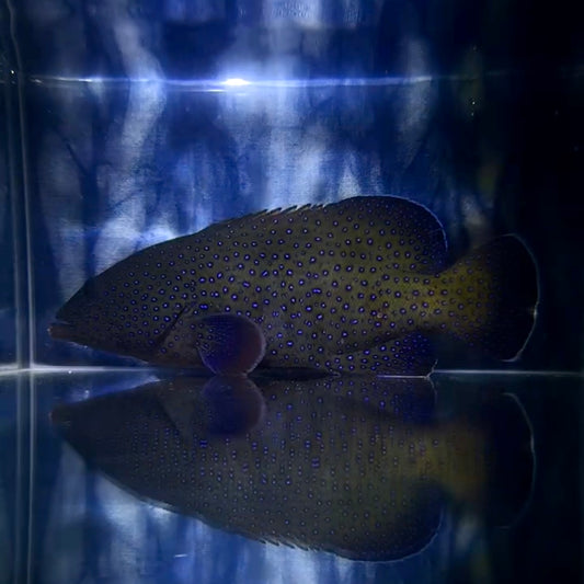 【沖縄北部もとぶ産】アオノメハタ 海水魚プロショップ