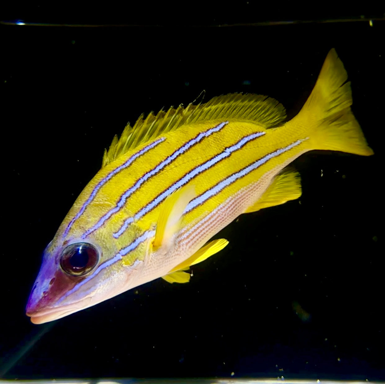 【沖縄北部もとぶ産】ヨスジフエダイ★人工飼料餌付済み 12〜14cm前後 海水魚プロショップ