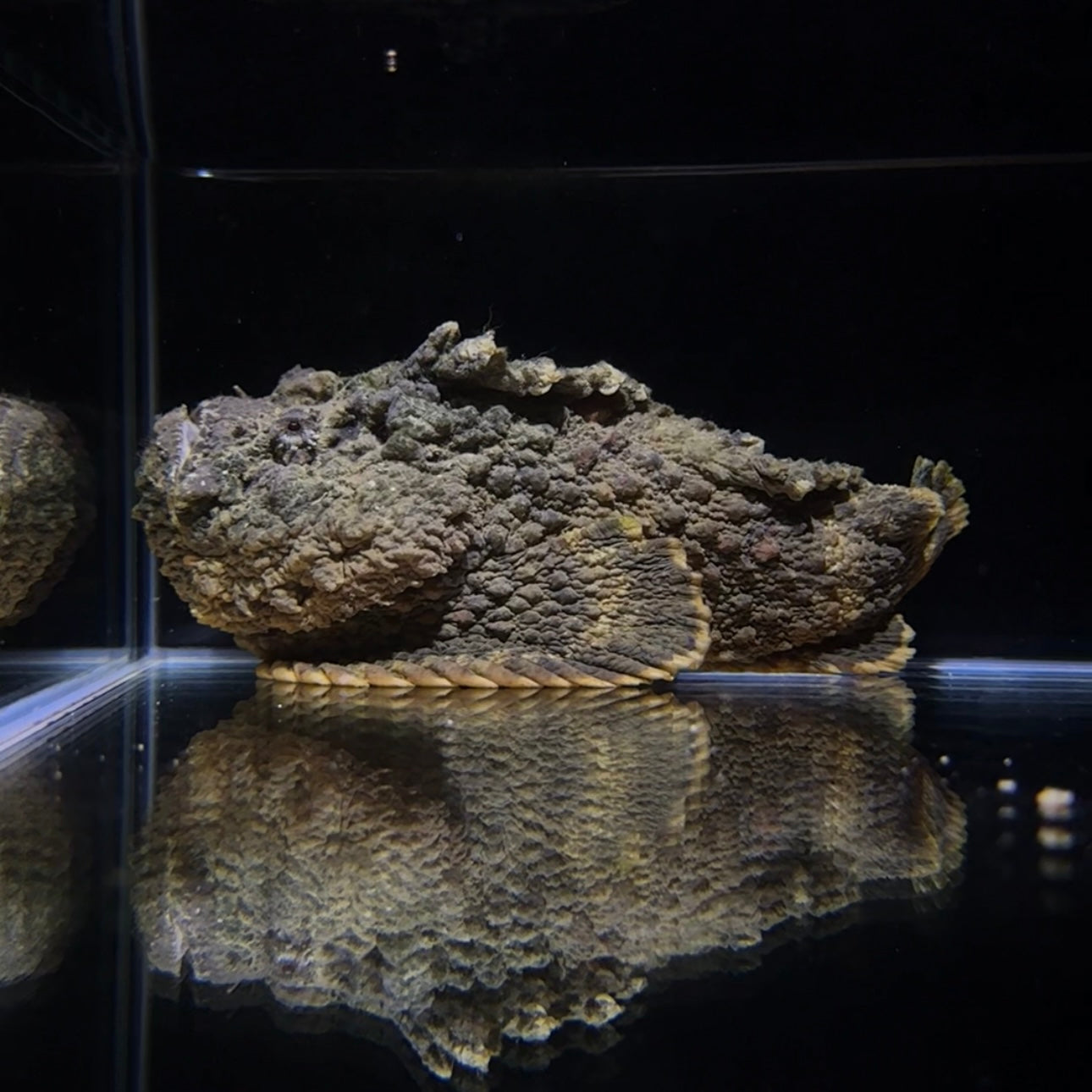 【沖縄もとぶ産】オニダルマオコゼ 海水魚 – MOTOBU AQUARIUM