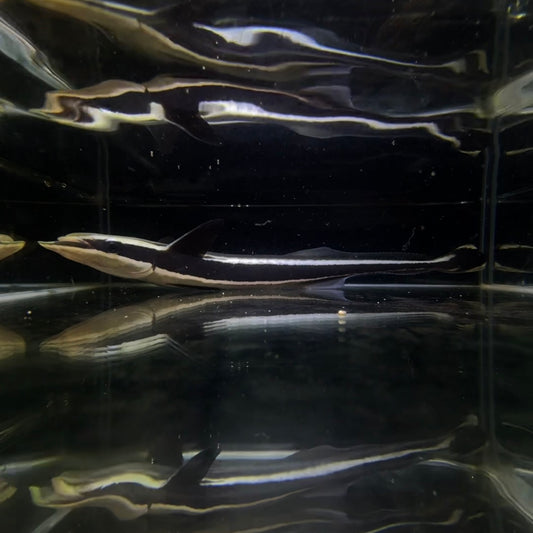 【沖縄もとぶ産】海水魚 コバンザメ
