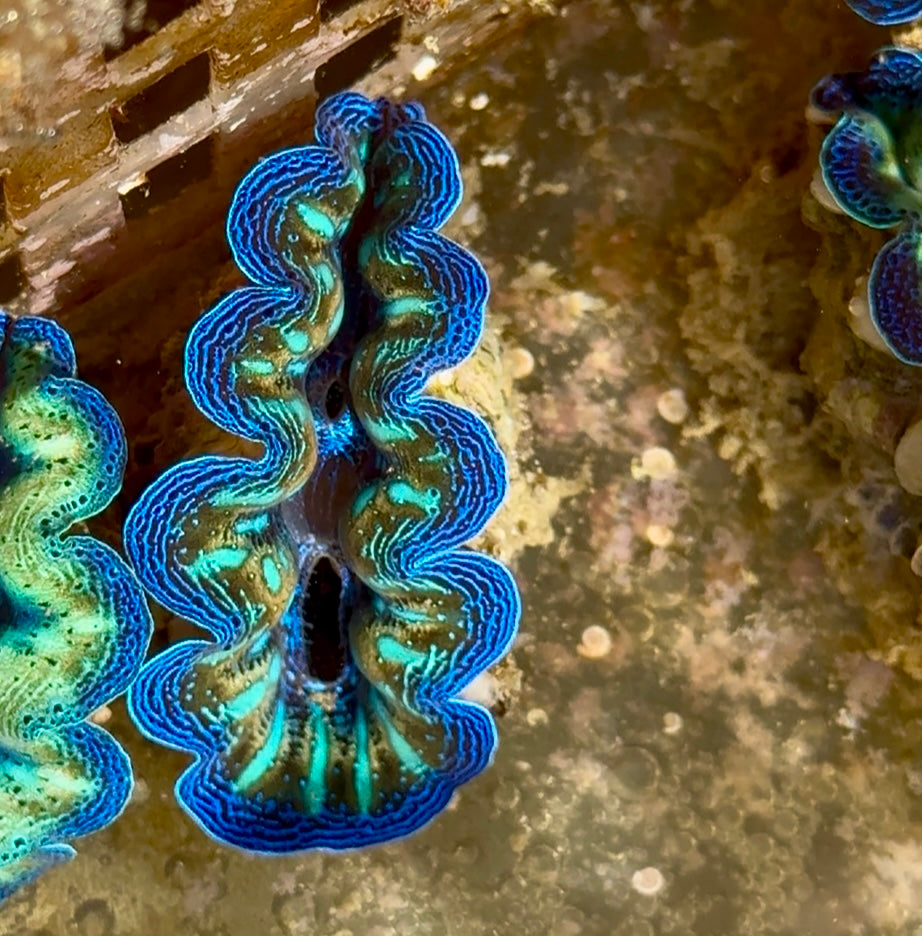 【沖縄北部もとぶ産】極美ブルーライン発色ヒメシャコガイ 3〜4cm前後 海水魚プロショップ
