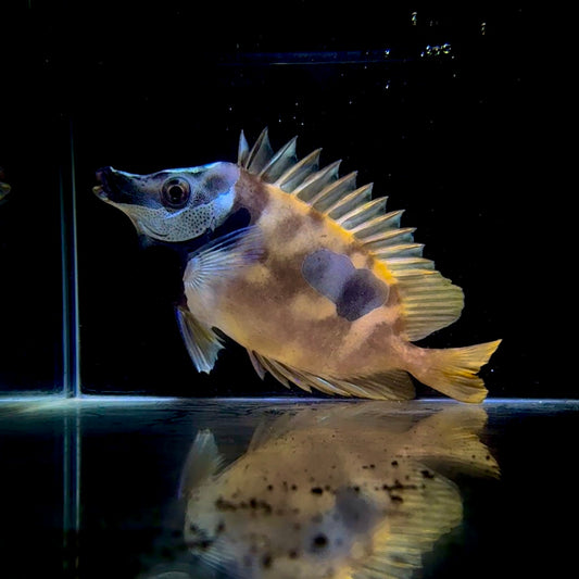 【沖縄もとぶ産】ヒフキアイゴ　海水魚
