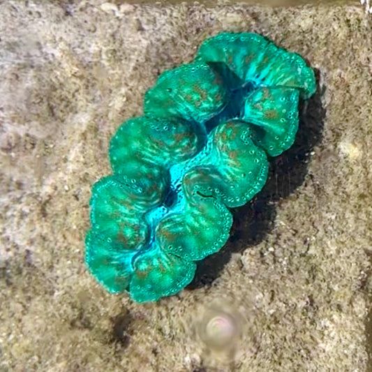 【沖縄北部もとぶ産】ヒメシャコガイ SSSランク7cm前後 海水魚プロショップ