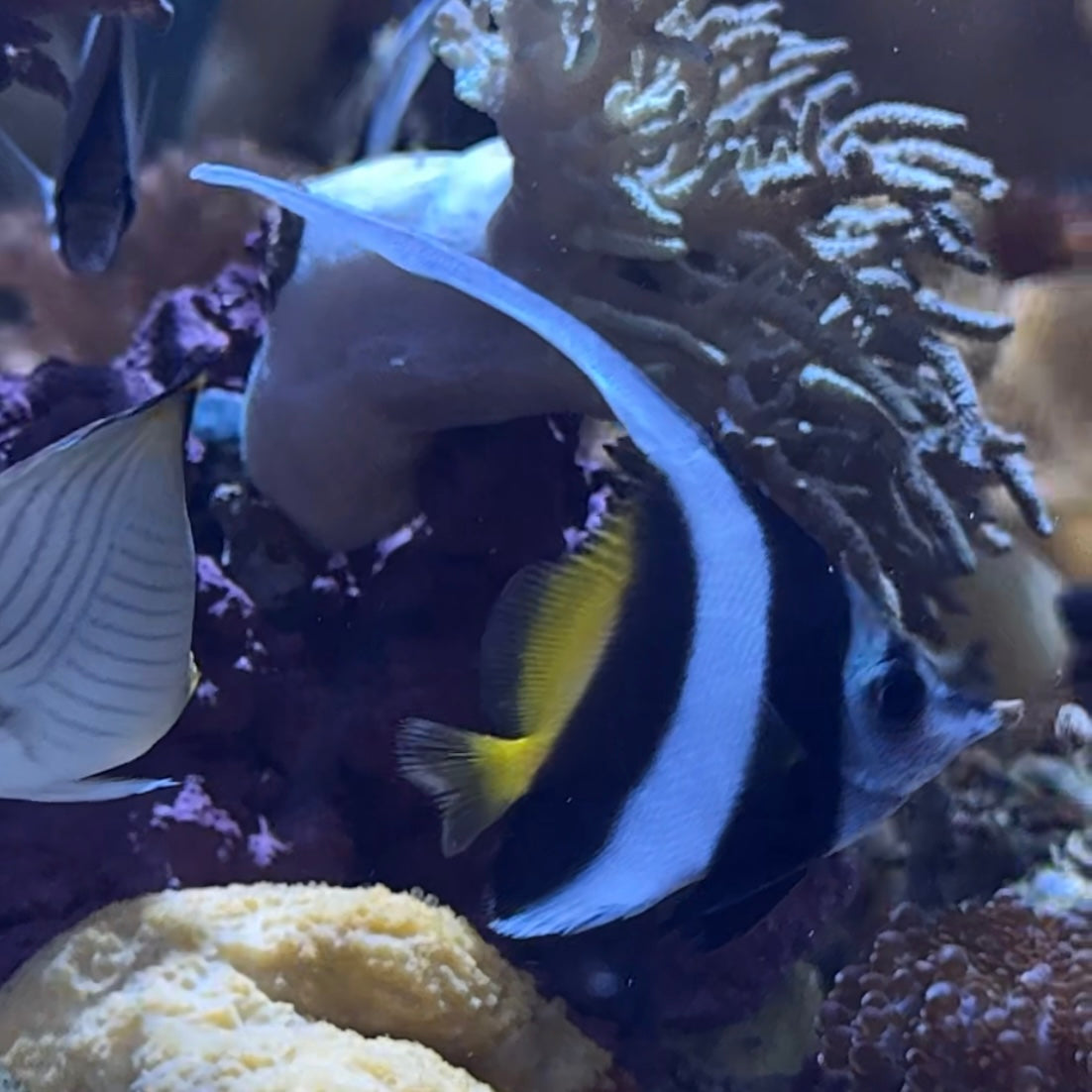 【沖縄北部もとぶ産】ハタタテダイ★人工飼料餌付済4〜5cm前後 粒餌付き海水魚プロショップ