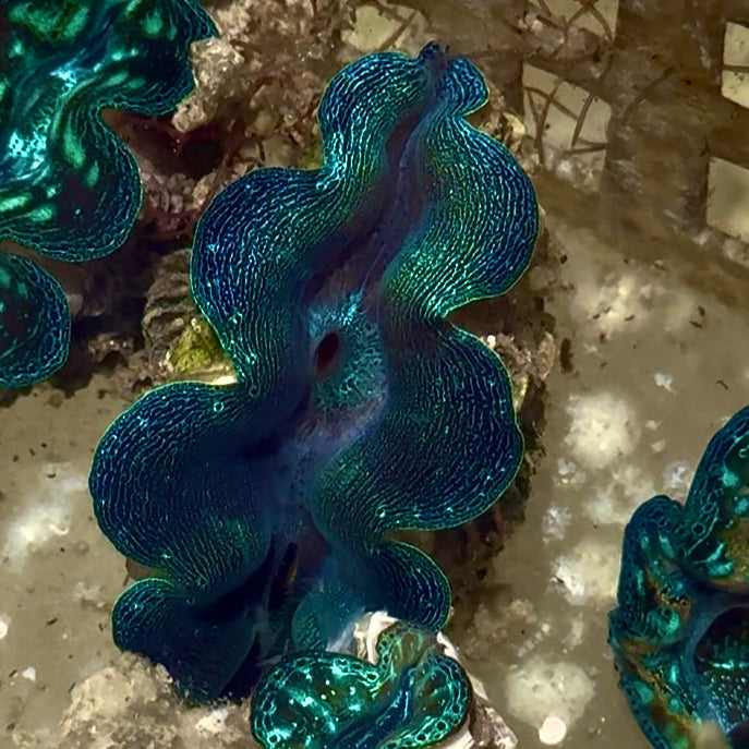 【沖縄北部もとぶ産】ヒメシャコガイ メタリックブルー×グリーン4cm前後 海水魚プロショップ