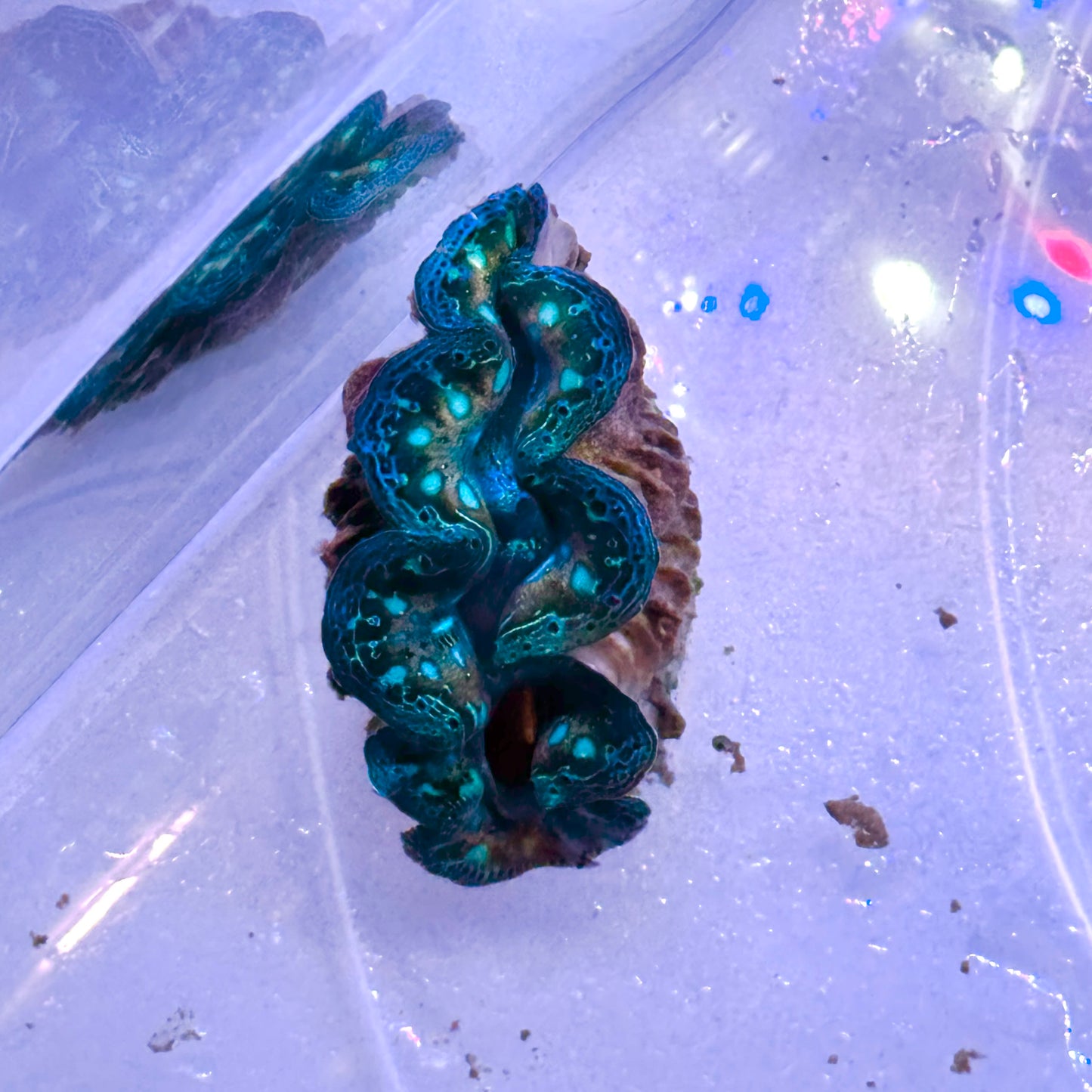 【沖縄北部もとぶ産】極美ブルーライン発色ヒメシャコガイ 4cm前後 海水魚プロショップ