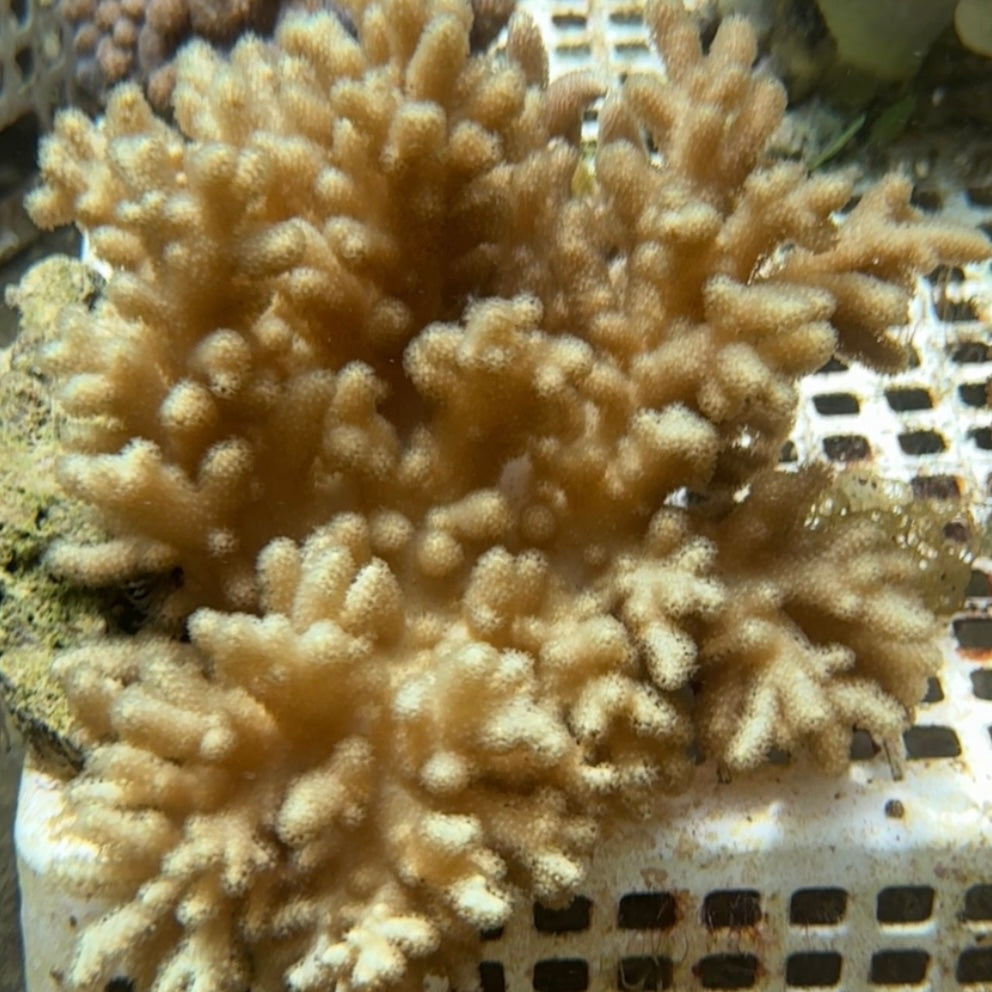 【沖縄北部もとぶ産】ナグラカタトサカsp.グリーン18cm前後 海水魚プロショップ