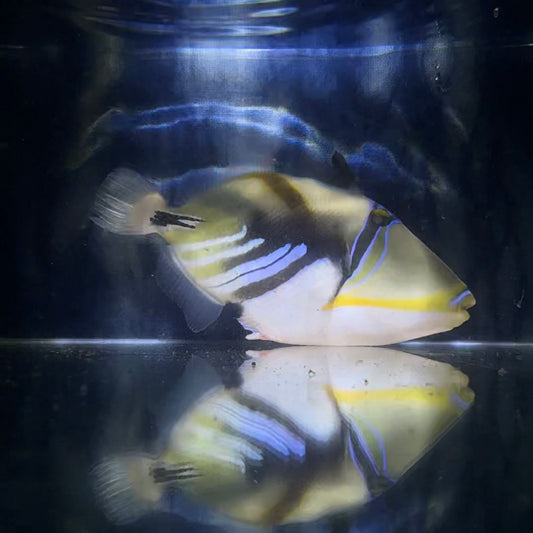 【沖縄もとぶ産】ムラサメモンガラ 海水魚