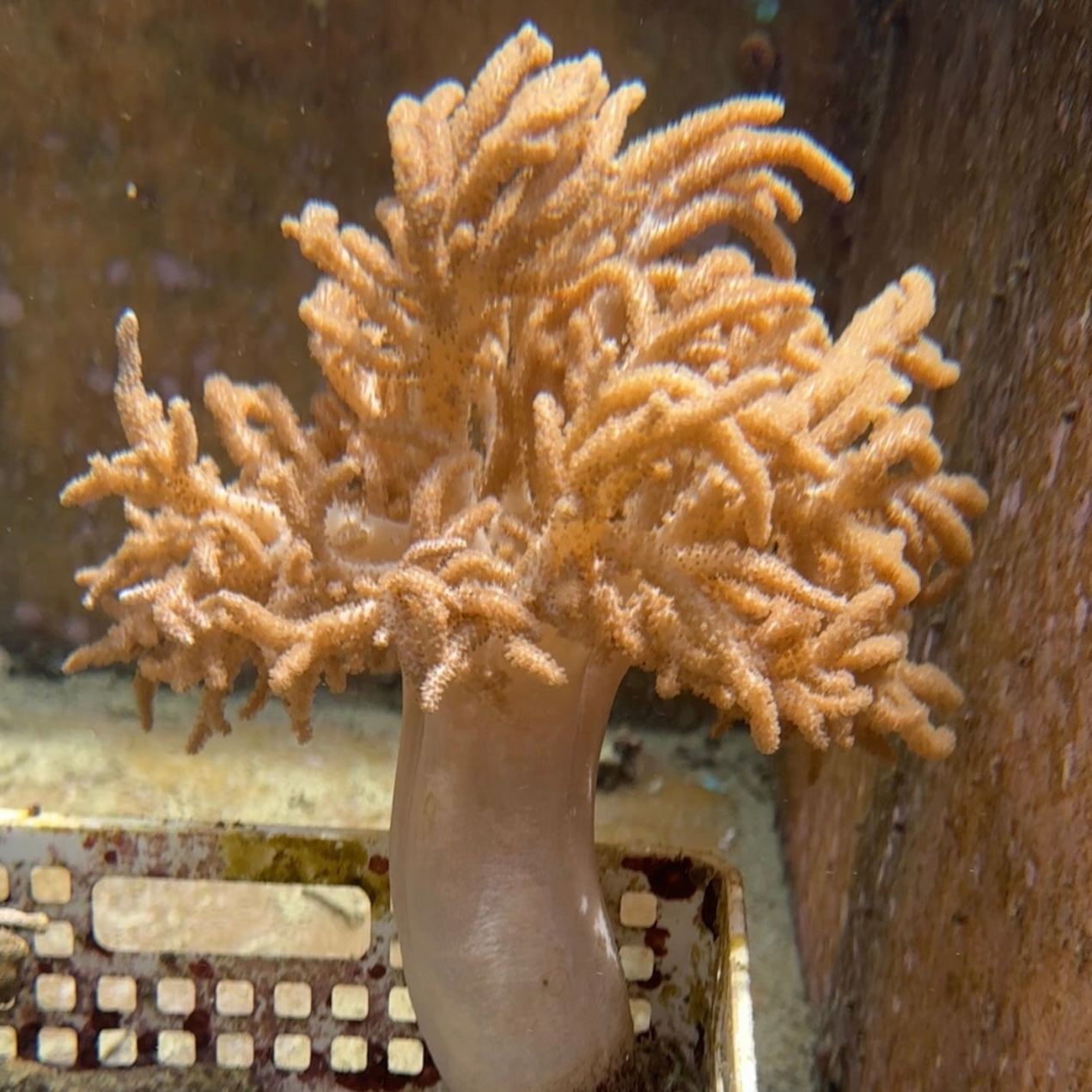【沖縄北部もとぶ産】ヤナギトサカsp. 縦横最大28cm前後 海水魚プロショップ