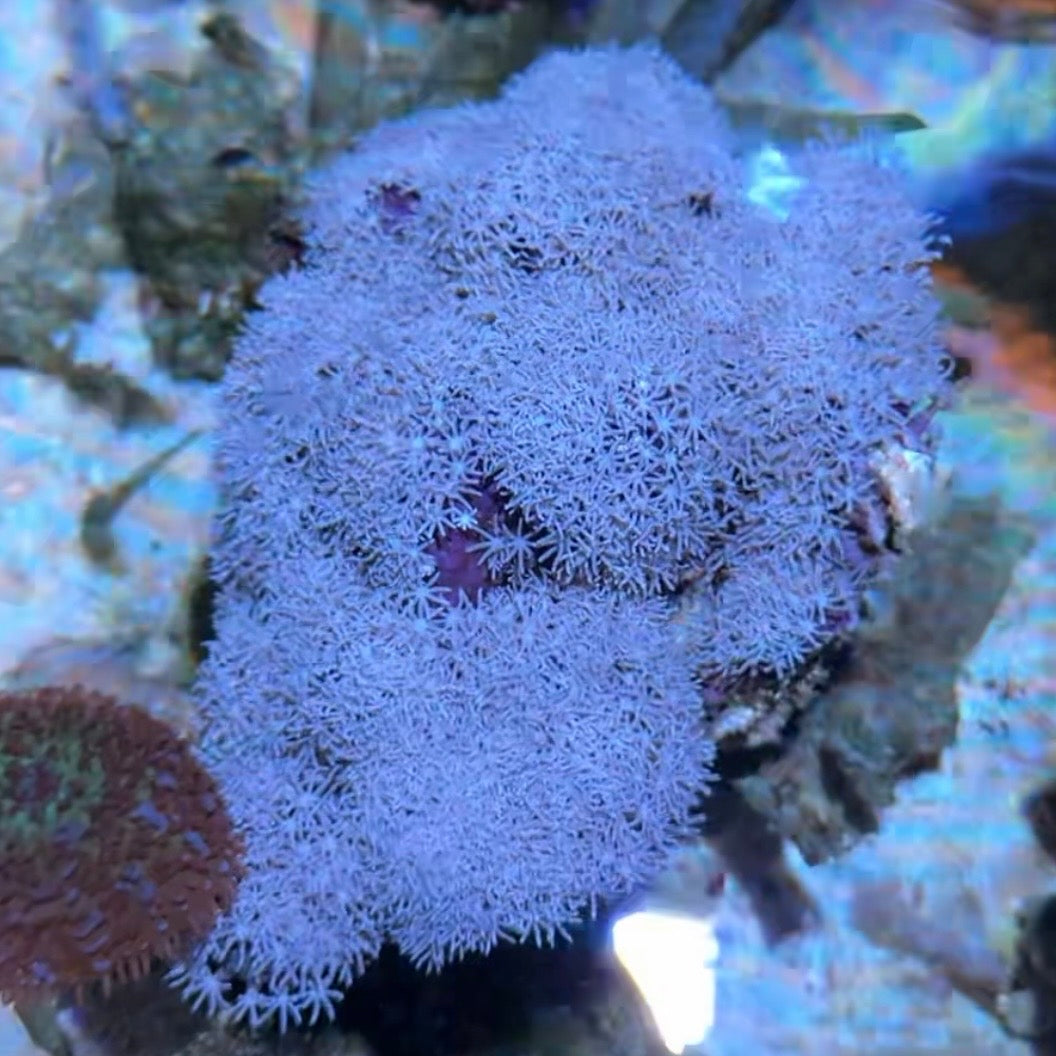 【沖縄北部もとぶ産】スターポリプノーマル18〜20cm前後 海水魚プロショップ