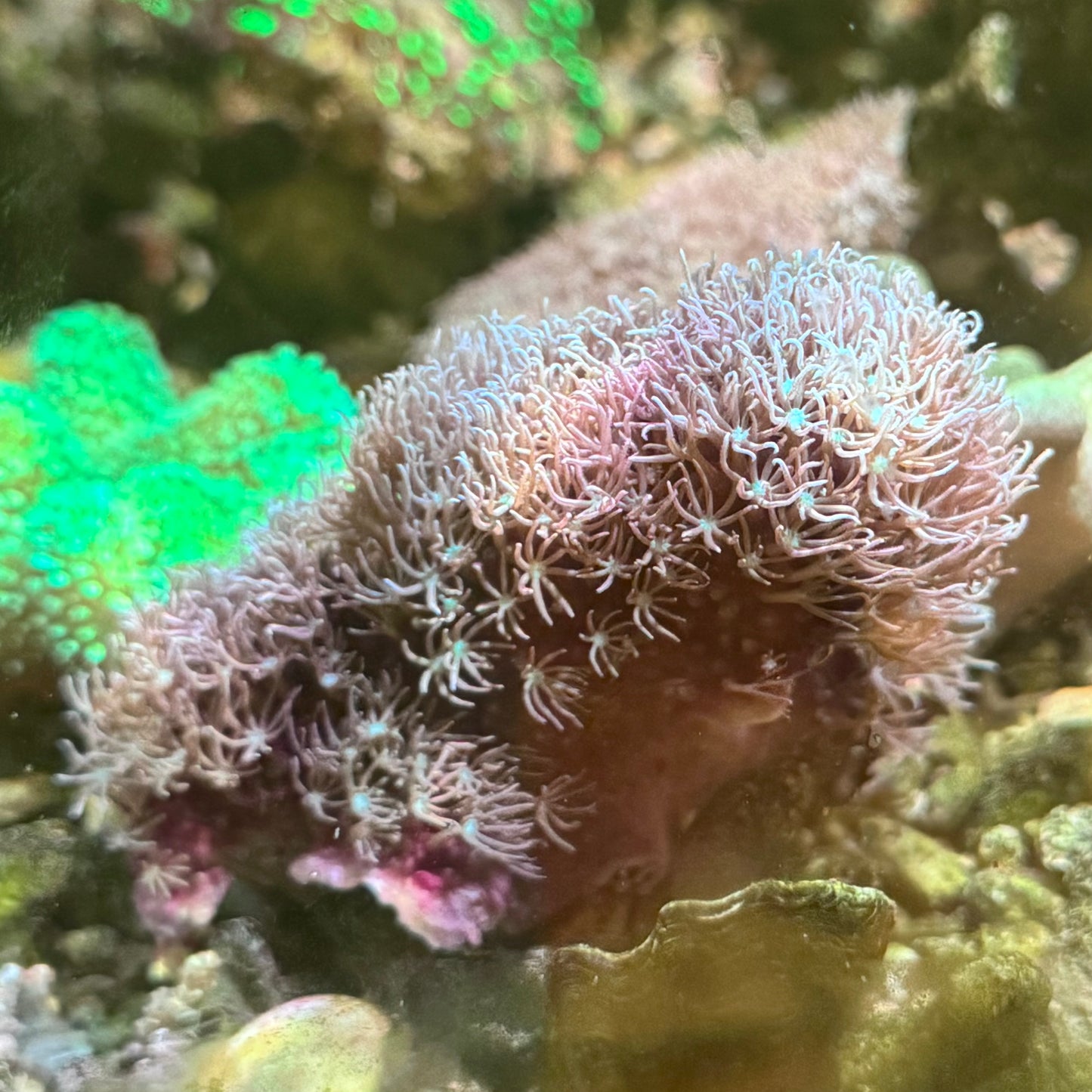 【沖縄北部もとぶ産】スターポリプノーマル6cm前後 海水魚プロショップ