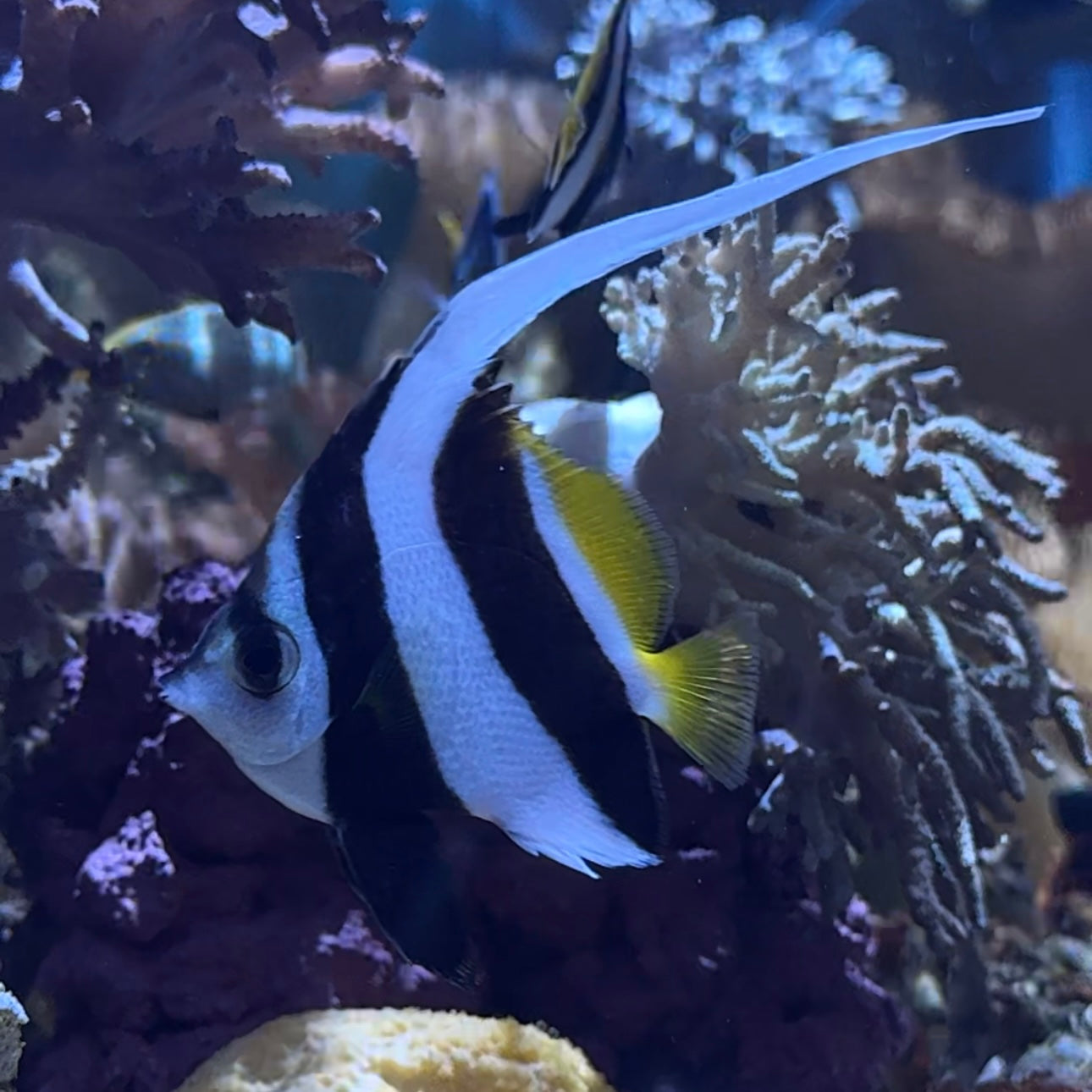 【沖縄北部もとぶ産】ハタタテダイ★人工飼料餌付済5〜6cm前後 粒餌付き海水魚プロショップ