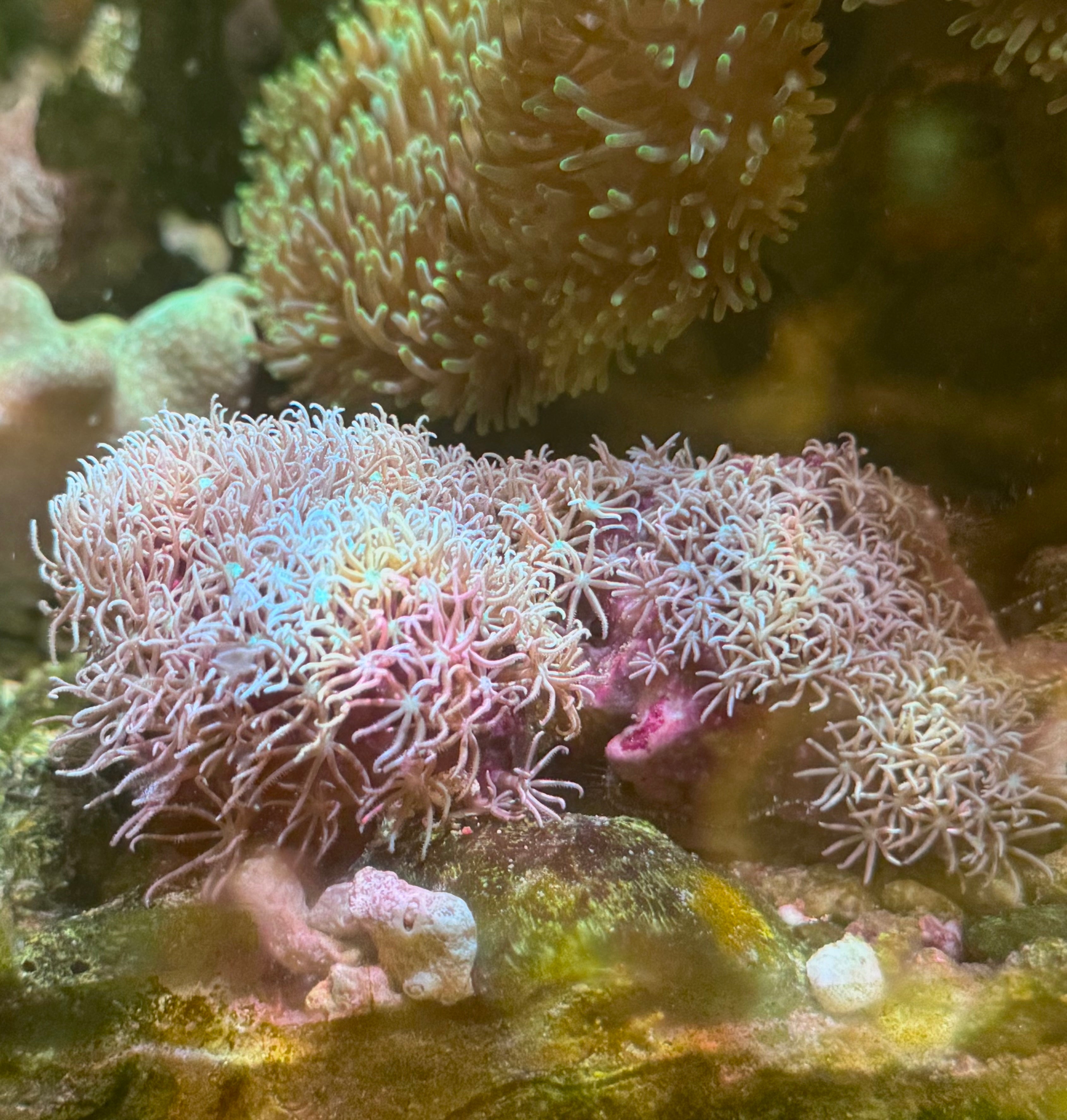 MOTOBU AQUARIUM