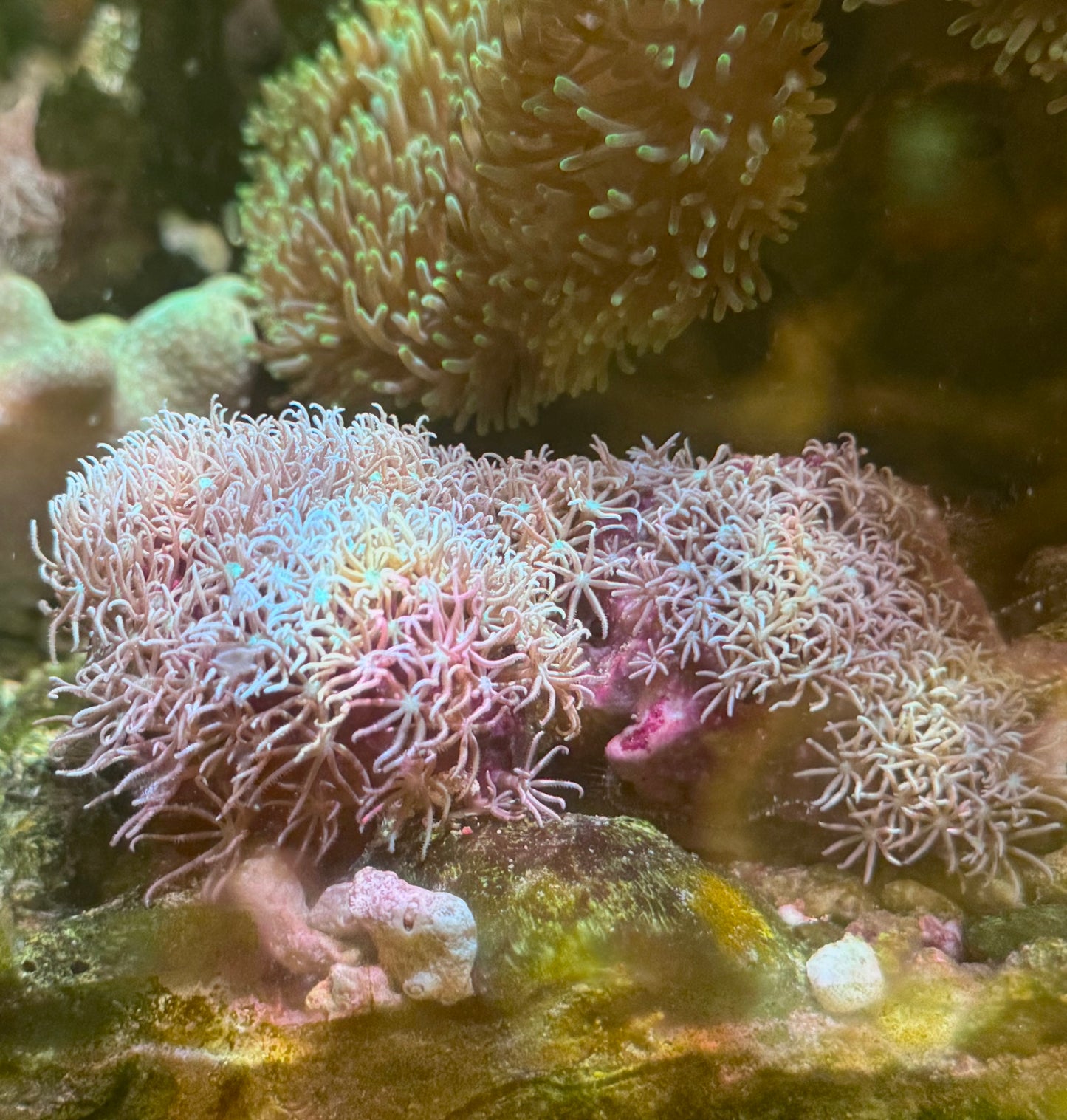 【沖縄北部もとぶ産】スターポリプノーマル6cm前後 海水魚プロショップ